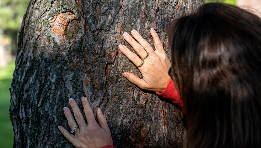 Women observes pine tree trunk for pine beetles, touching it with both hands