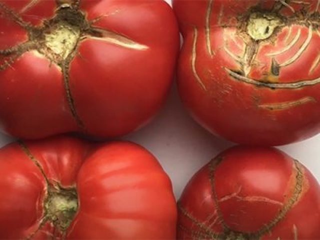 four tomatoes arranged in a square